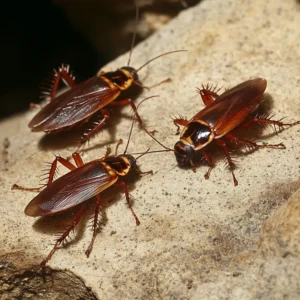 הדברה בעונת המעבר